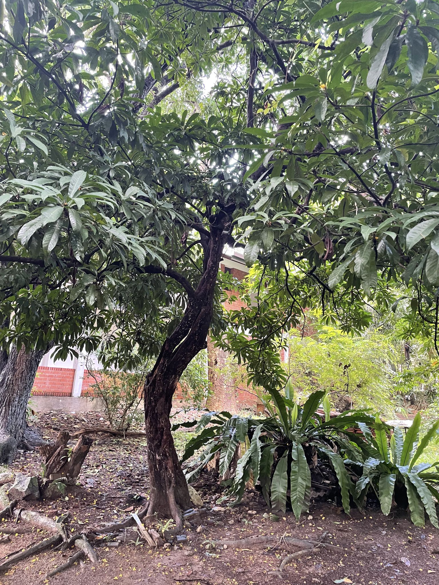 Pouteria campechiana